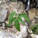 Clematis alpina Foglia