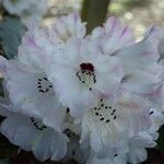 Rhododendron pudorosum Flor