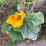 Cucurbita maximaBlüte