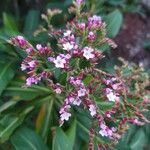 Limonium dendroides Fleur