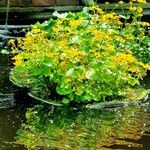 Ranunculus thora Habit