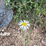 Leucanthemum monspeliense Blomma