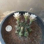 Gymnocalycium anisitsiiKvět