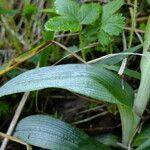 Ophrys fuciflora മറ്റ്