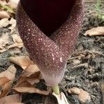 Amorphophallus aphyllus Flower