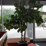 Ficus lyrata 整株植物