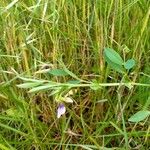 Vicia bithynica Leaf