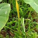 Colocasia esculenta Bloem