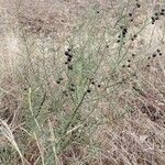 Asparagus horridus Bark