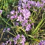 Allium unifolium Blüte