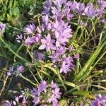 Allium unifolium Flower