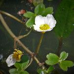 Ranunculus peltatus Квітка