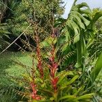 Guzmania plumieri Листок