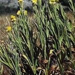 Helichrysum plicatum Habit