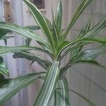 Dracaena fragransLeaf