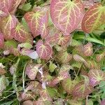 Epimedium × versicolor List