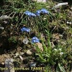 Myosotis corsicana Habitus