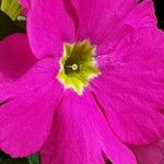 Primula hirsuta Flor