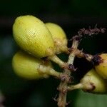 Quiina macrophylla Fruit