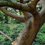 Torreya californica Casca