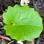 Doronicum columnae Hoja