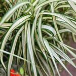 Carex muskingumensis Leaf