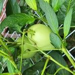 Solanum muricatum Frucht