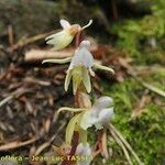 Epipogium aphyllum Flower