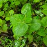 Coleus amboinicus Blad