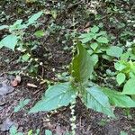 Persicaria virginianaBlüte