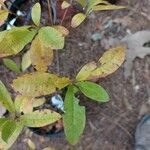 Rhododendron arborescens Φύλλο