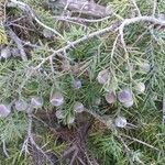 Juniperus oxycedrus Fruit