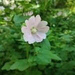 Malva thuringiacaBlüte