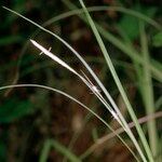 Carex grioletii Плод