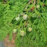 Chamaecyparis lawsoniana Плод