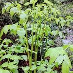 Aralia californica Liść