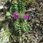 Cirsium acaule Habitus