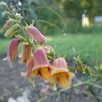 Digitalis obscura Habit