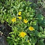 Senecio leucanthemifoliusFlower