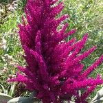 Amaranthus caudatus Blüte