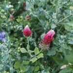 Trifolium incarnatumFlower