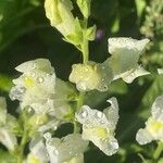 Antirrhinum australe 花