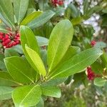 Ilex cassine Blatt