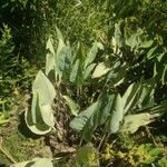 Silphium terebinthinaceum Leaf