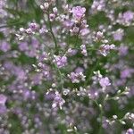 Limonium humile Flower