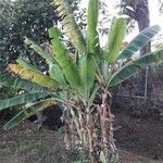 Musa ornata Plante entière