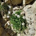 Silene borderei Hábito