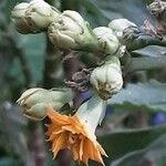 Kalanchoe densiflora