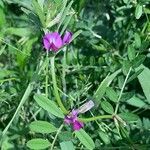 Vicia sativa Altul/Alta