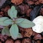 Chaenorhinum rubrifolium 葉